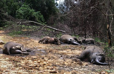 gajah mati tak meninggalkan gading
