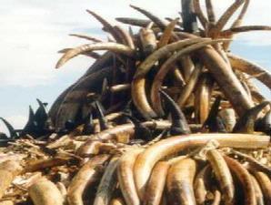 perburuan liar gading gajah