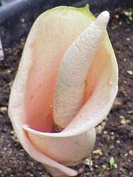 bunga-bangkai-Amorphophallus-bulbifer