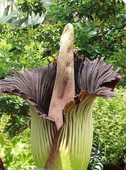 Amorphophallus titanum