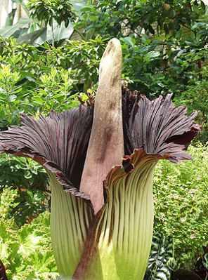 Amorphophallus titanum