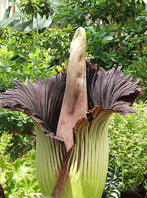 Amorphophallus titanum