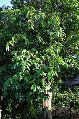 pohon gandaria Pohon gandaria