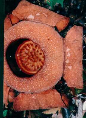 Rafflesia patma