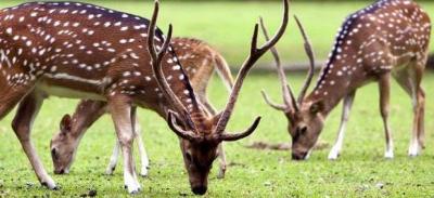 rusa totol di taman istana bogor