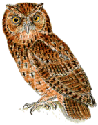 celepuk siau Otus siaoensis