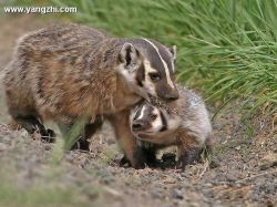 Sigung – Mydaus javanensis (Desmarest, 1820)