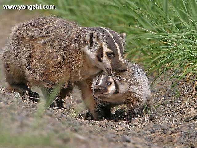 Sigung – Mydaus javanensis (Desmarest, 1820)