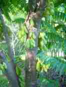 belimbing wuluh Averrhoa bilimbi