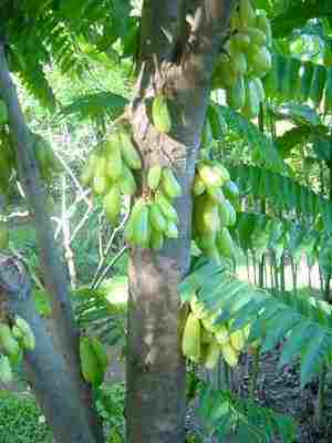 belimbing wuluh Averrhoa bilimbi