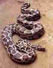 Ular Sanca Bodo – Python bivittatus Kuhl, 1820