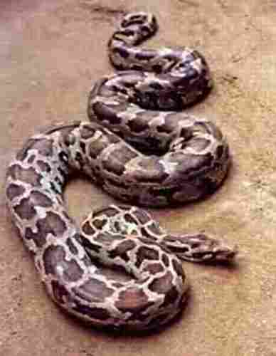 Ular Sanca Bodo – Python bivittatus Kuhl, 1820