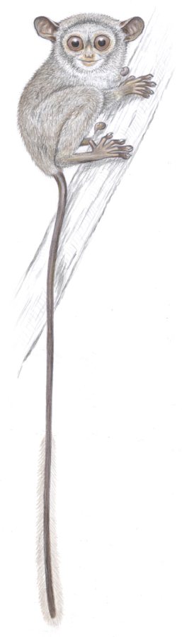 Tarsius Siau (tarsius tumpara) masuk The World's 25 Most Endangered Primates dua edisi terakhir