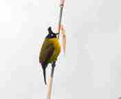 Burung kutilang emas flora identitas kabupaten Pekalongan