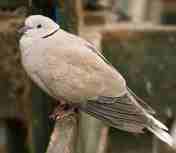 Burung puter geni maskot kabupaten Grobogan