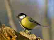 Burung gelatik madu fauna identitas kota Magelang