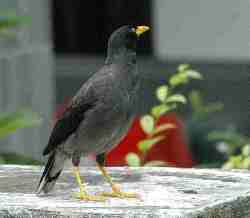 Jalak gading fauna identitas kabupaten Karanganyar