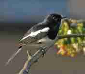 Burung kacer fauna identitas kabupaten Kulon Progo