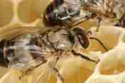 Lebah madu fauna identitas kabupaten Batang