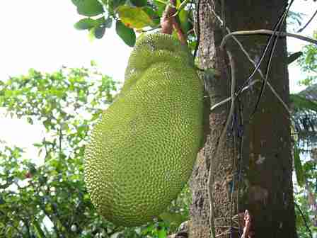 Nangka maskot kabupaten Gunung Kidul