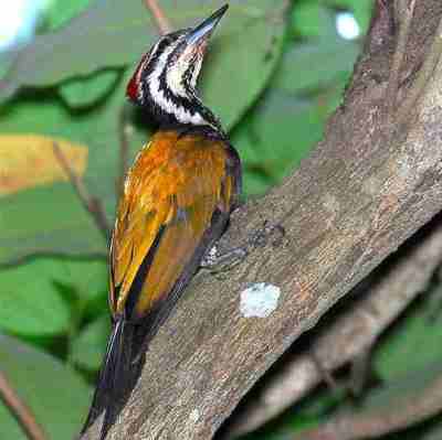 Burung pelatuk dengan berbagai mitos khasiatnya