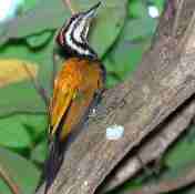 Burung pelatuk dengan berbagai mitos khasiatnya