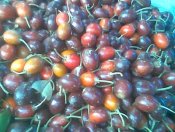 Sawo kecik flora identitas kabupaten Bantul