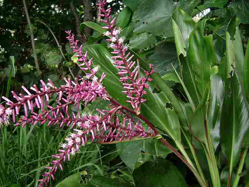 Pohon Andong (Cordyline fructicosa)