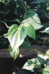 Daun sirih (Piper betle L)