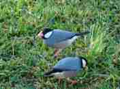 Gelatik atau Java Sparrow (Padda oryzivora)