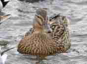 Itik Alabio atau Itik Mojosari (Anas platyrhynchos)