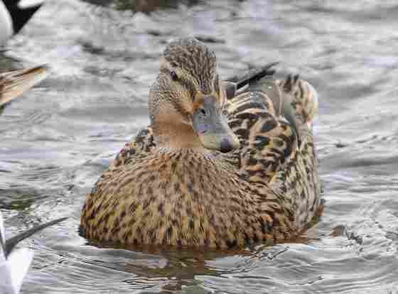 Itik Alabio atau Itik Mojosari (Anas platyrhynchos)