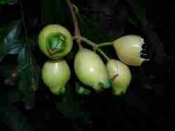 Jambu mawar (Syzygium jambos)