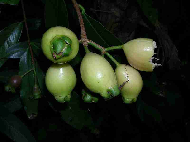Jambu mawar (Syzygium jambos)