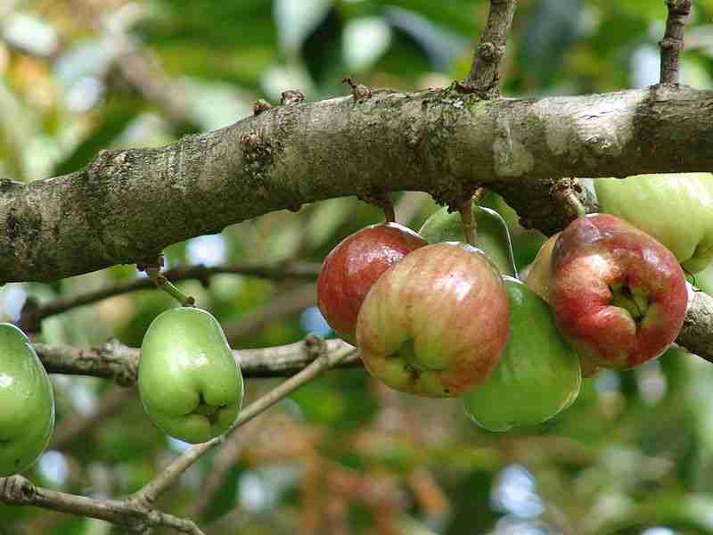 Jambu Bol (Syzygium mallaccense)