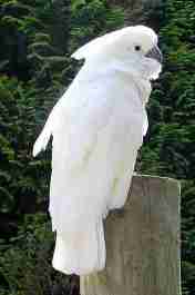 Kakatua putih (Cacatua alba) belum dilindungi