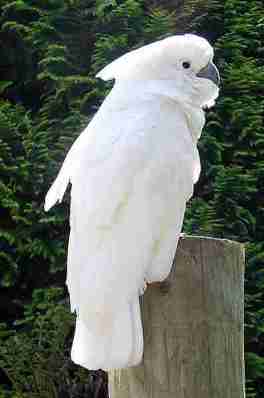 Kakatua putih (Cacatua alba) belum dilindungi