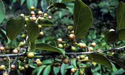 kendal Cordia dichotoma Kendal tanaman obat yang terlupakan