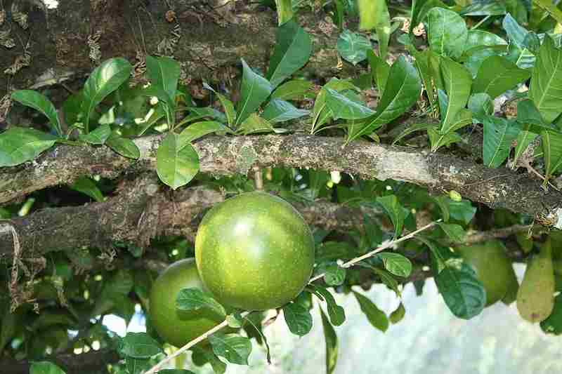 Buah Mojo (Crescentia cujete)