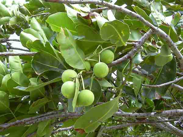 Nyamplung (Calophylum inophyllum)