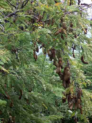 Asam Jawa (Tamarindus indica Linn)