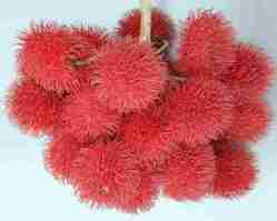 Rambutan (Nephelium lappaceum)