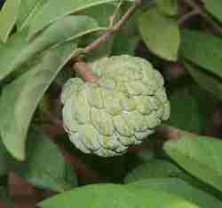 Srikaya (Annona squamosa)