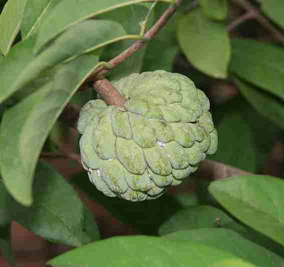 Srikaya (Annona squamosa)