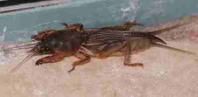 anjing tanah orong orong anjing tanah (orong-orong)