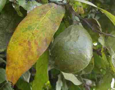 Buah gayam (Inocarpus fagiferus)