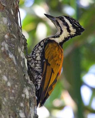 Pelatuk bawang (Common Flameback)