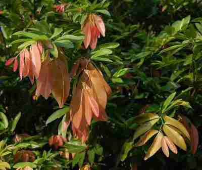 Daun pohon namnam (Cynometra cauliflora)