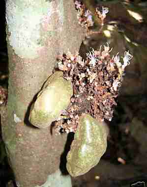 Buah namnam (kopi anjing) yang eksotis