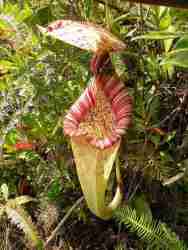 Napenthes rafflesiana
